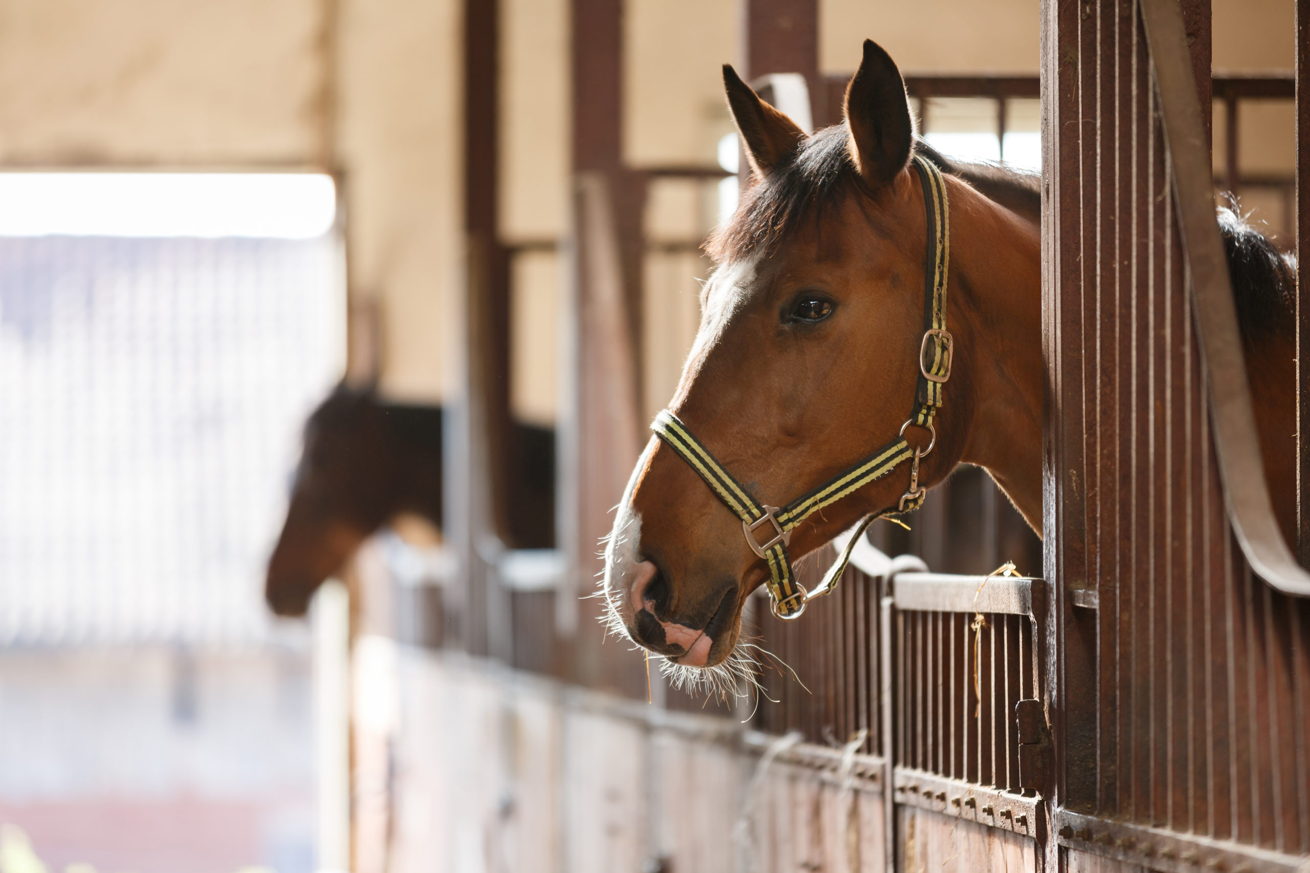25+ Horse yard manager jobs information