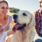 Family pets in divorce and separation.